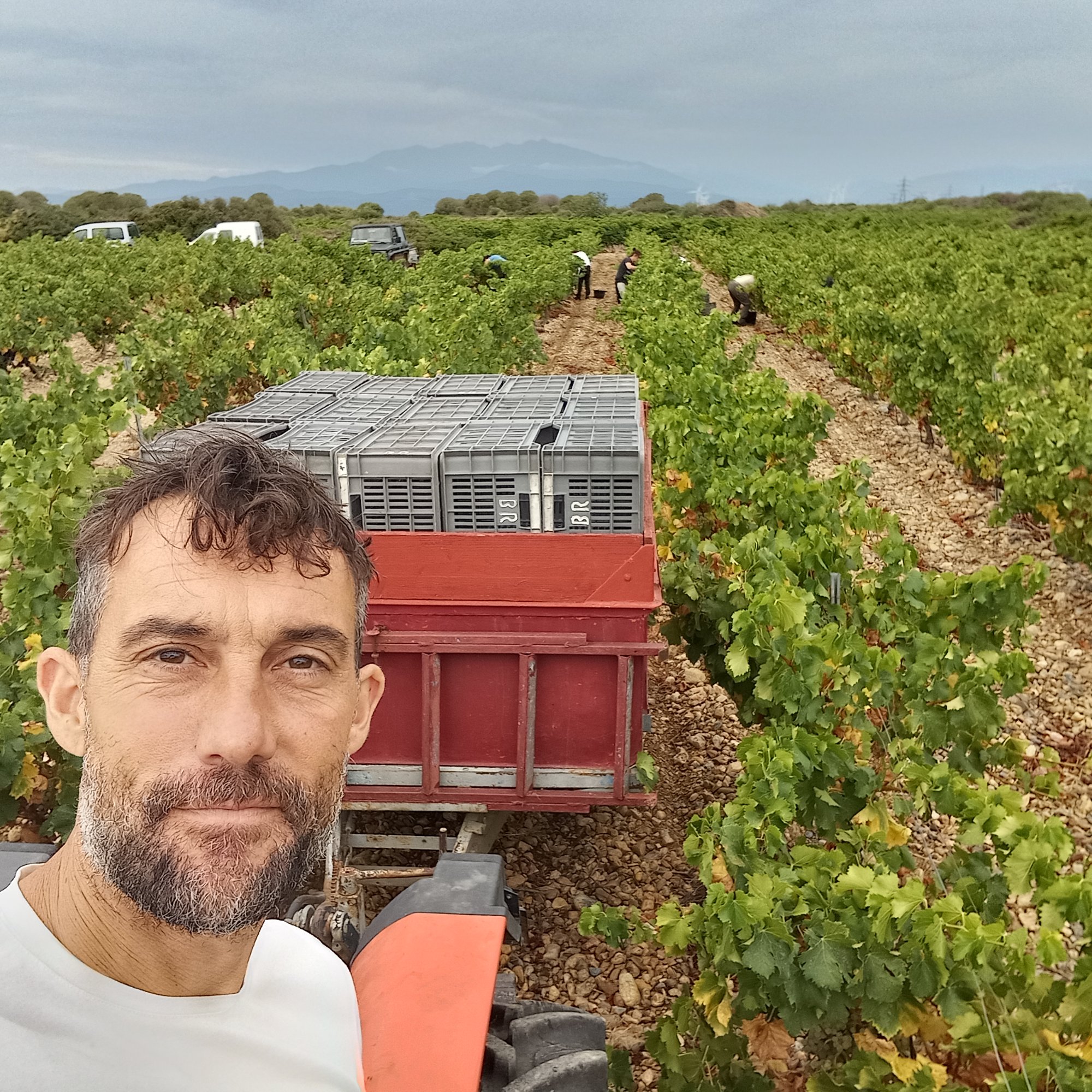 Vignes du Domaine
