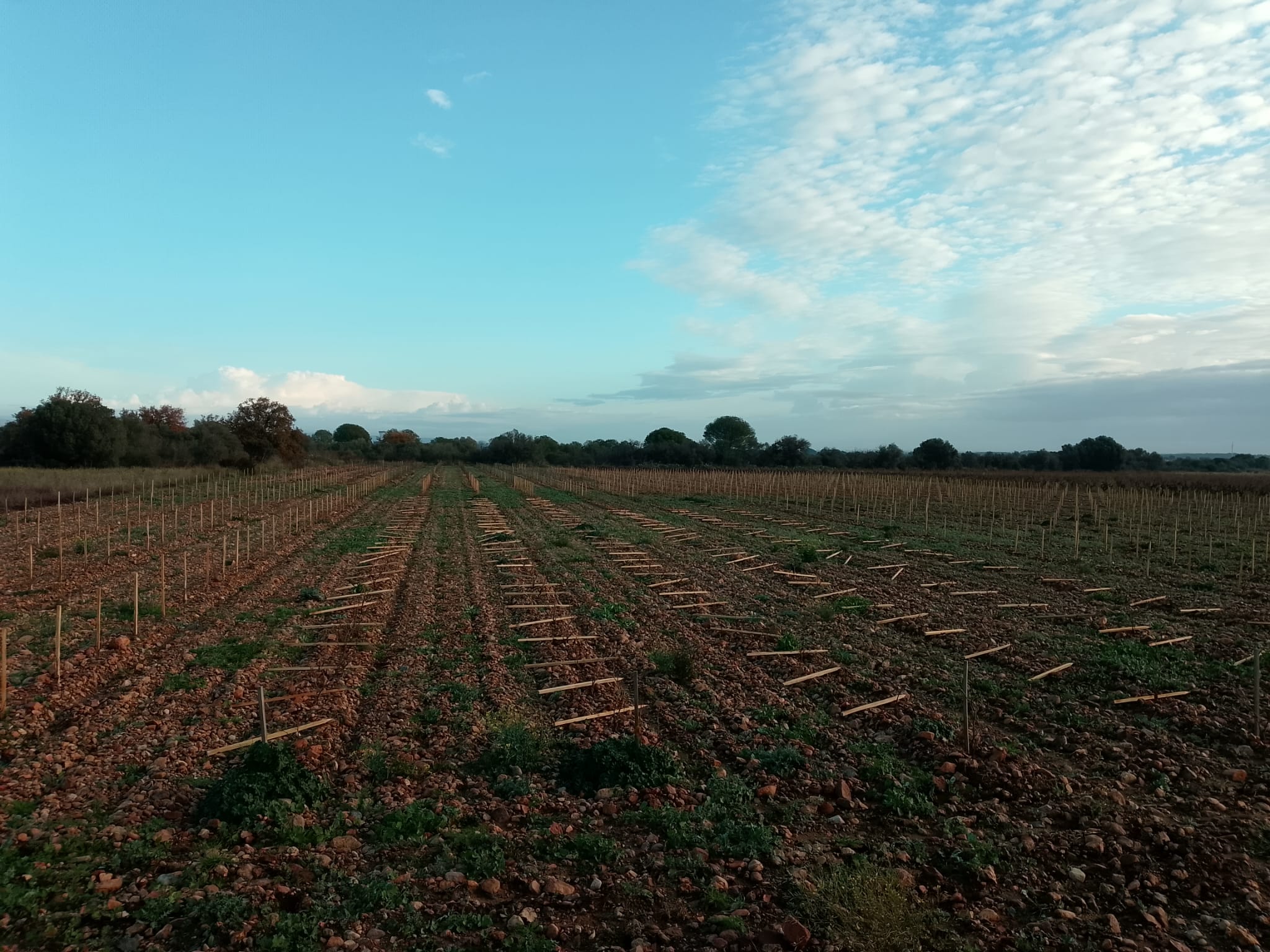 Plantation