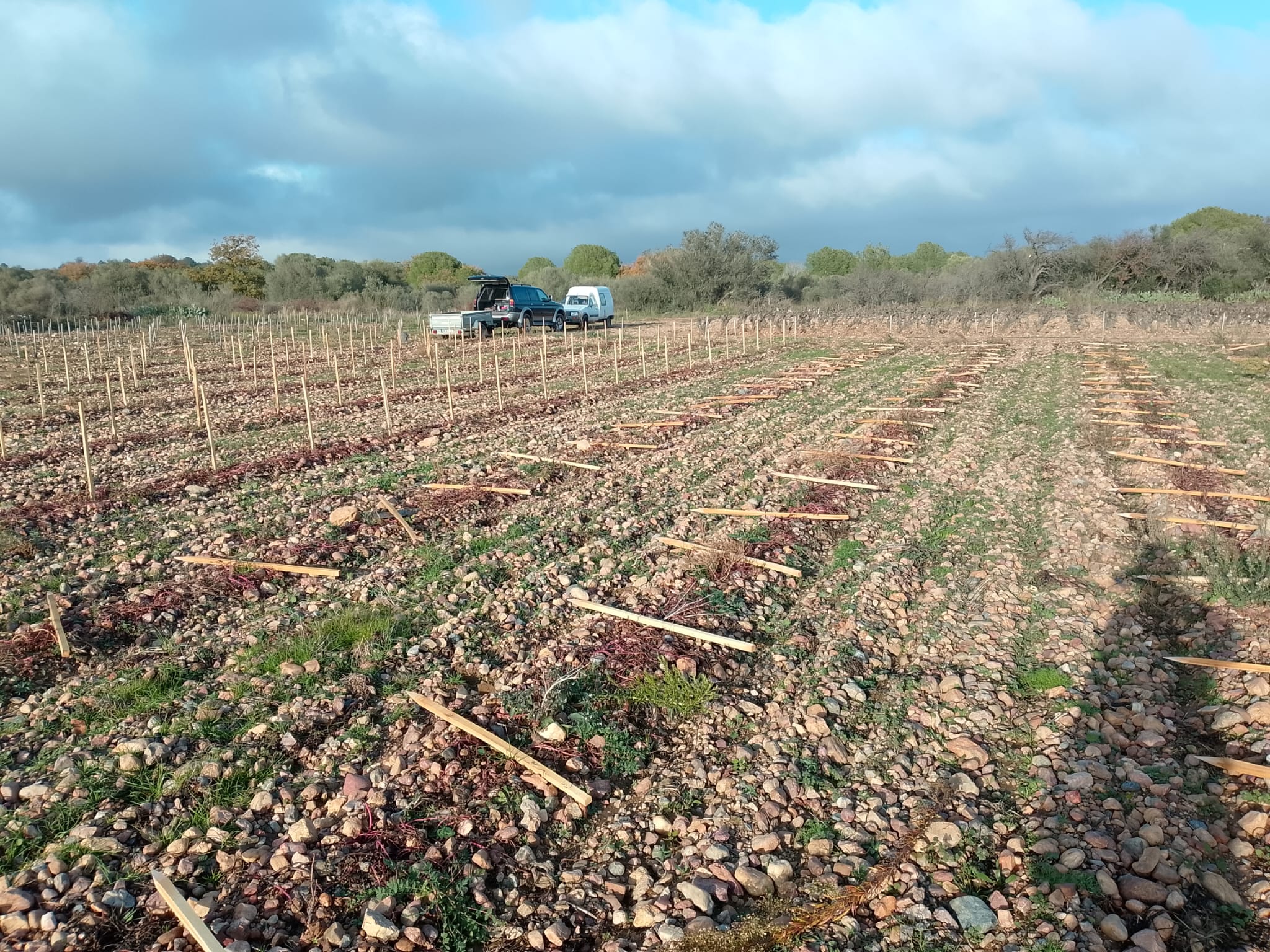 Plantation