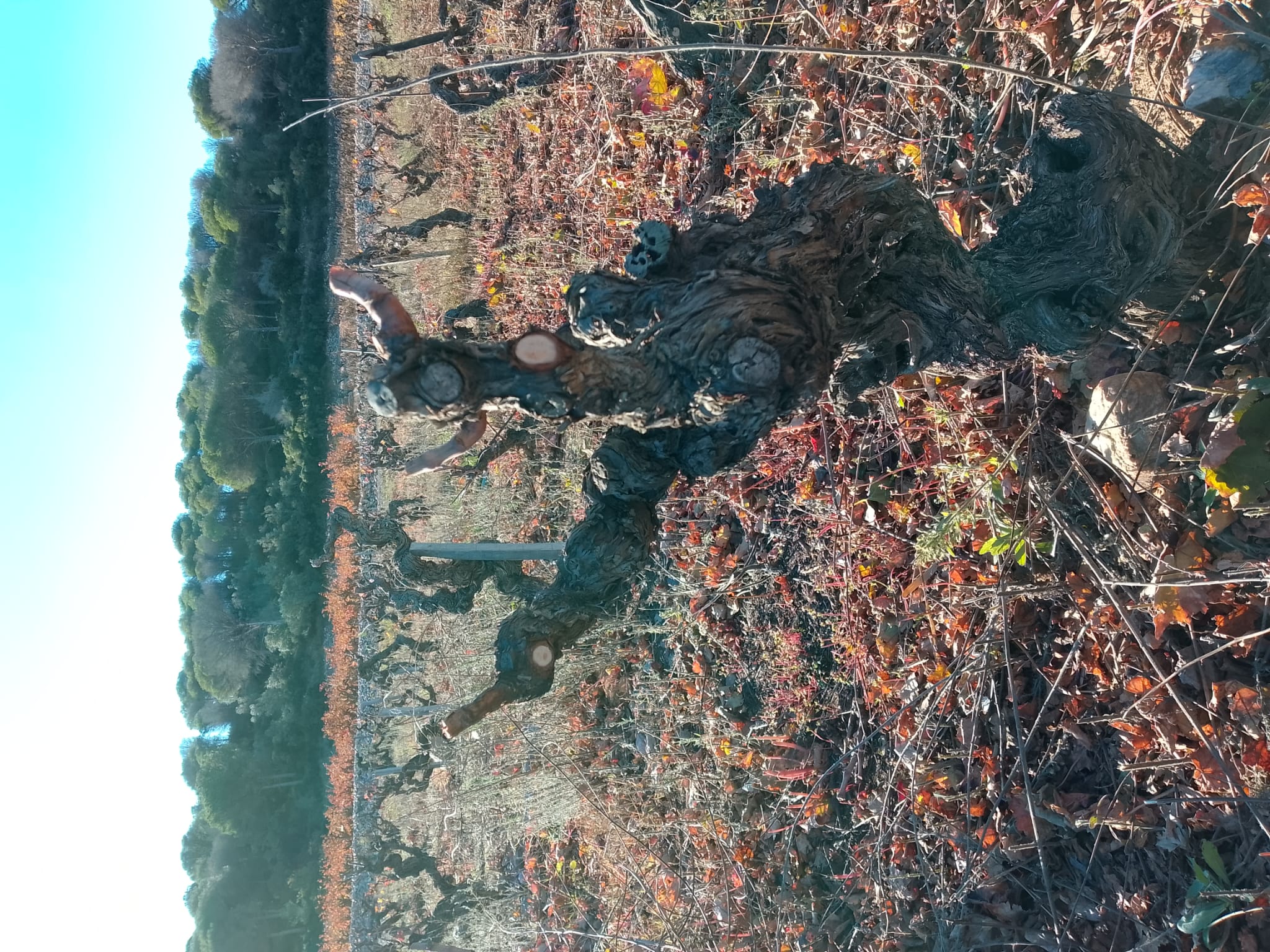 Vieille vigne en hiver