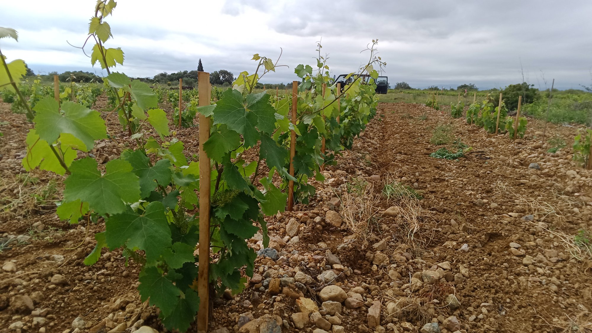 Vignes du Domaine