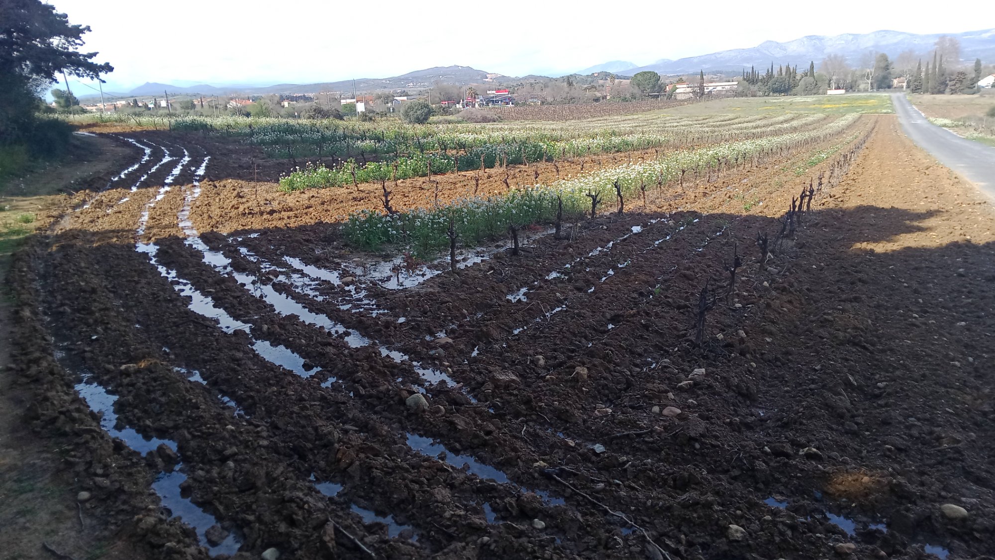 Vignes du Domaine
