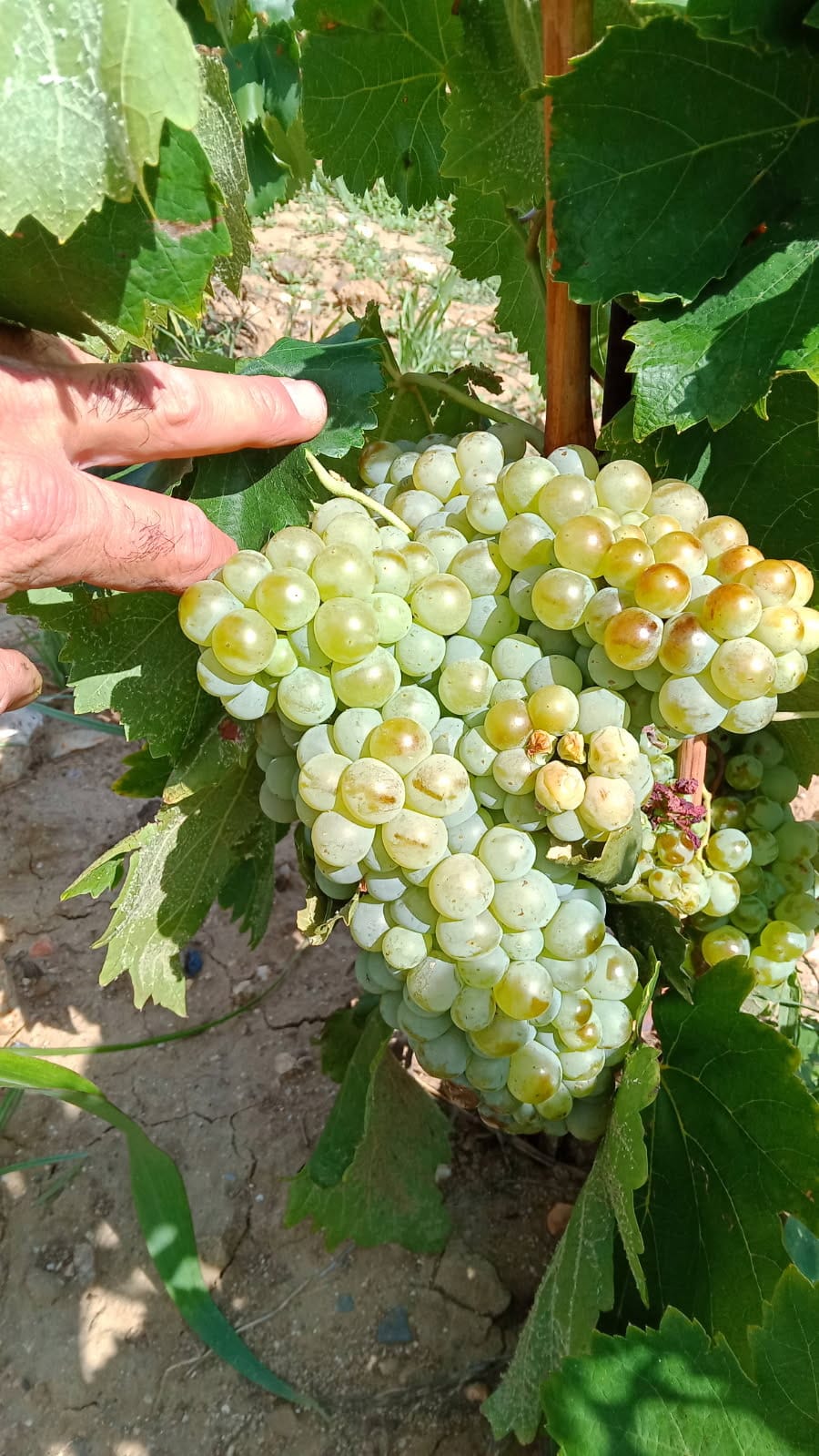 Vignes