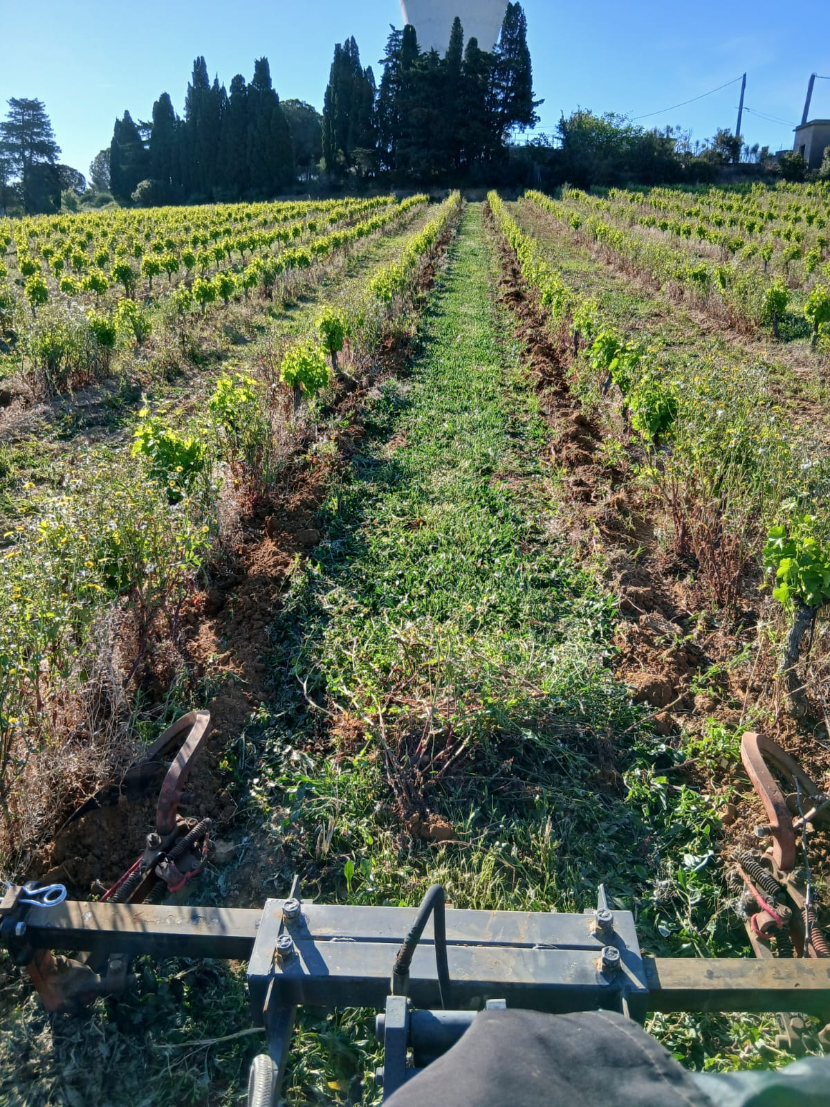Vignes