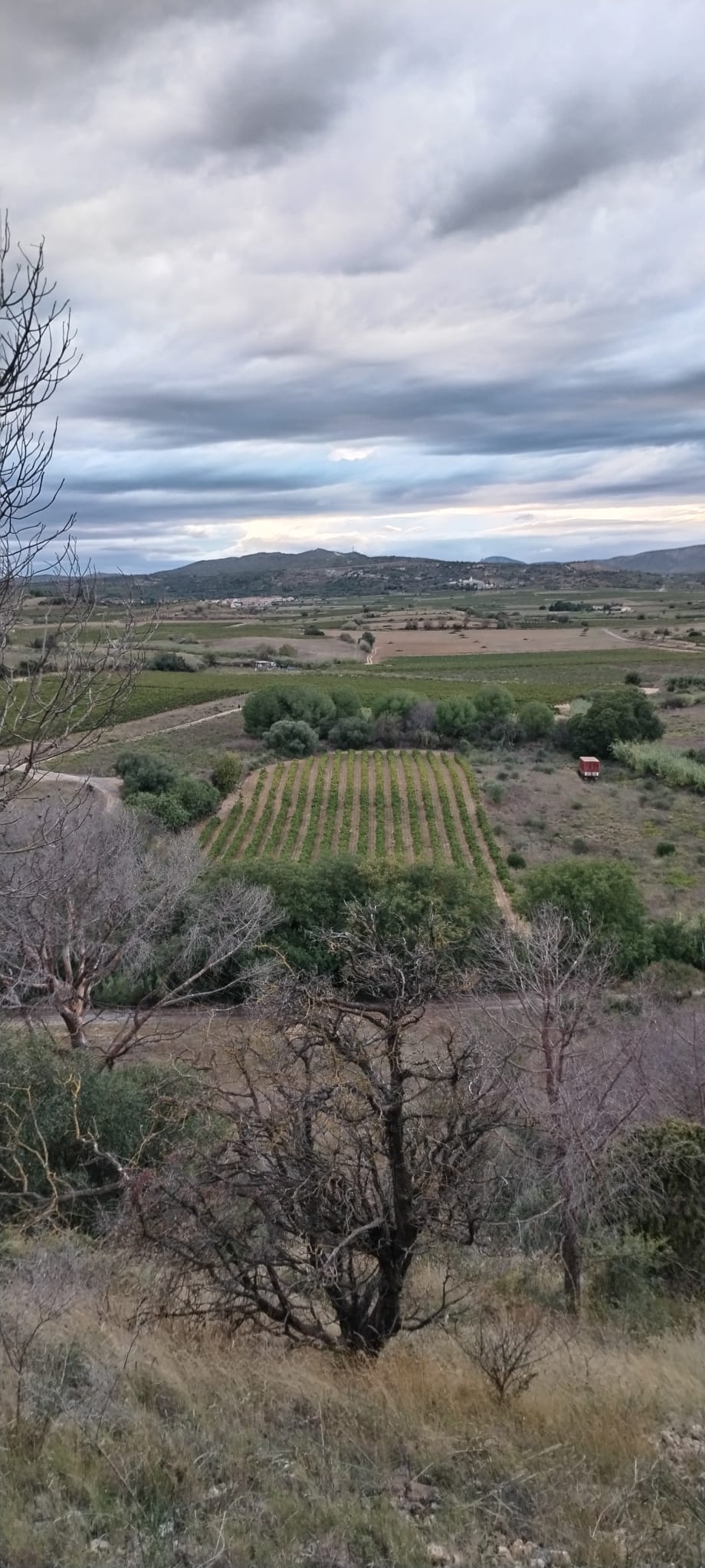 Vignes